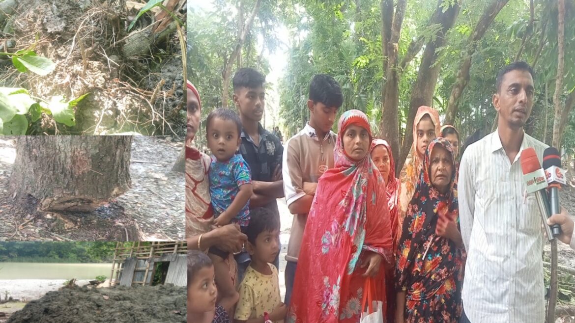 চাঁদার টাকা না পেয়ে বসতবাড়ির জমি দখল ও গাছপালা কর্তন