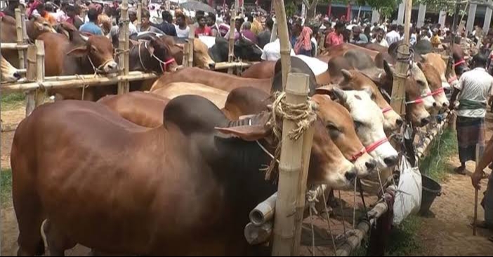রাজশাহীতে গরুরহাট নিয়ে উত্তেজনা